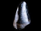 10041 - Real Tyrannosaurus Rex Dinosaur Fossil Tooth Tip - Hell Creek Fm - Montana