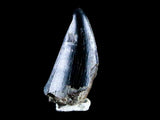10043 - Real Tyrannosaurus Rex Dinosaur Fossil Tooth Tip - Hell Creek Fm - Montana