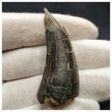 10120 - Exceedingly Rare Suchomimus tenerensis Dinosaur Tooth - Elrhaz Fm - Niger