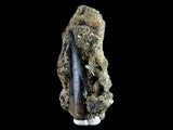 10057 - Amazing Albertosaurus Serrated Dinosaur Tooth in Natural Matrix - Cretaceous - Montana