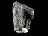 10050 - Real Triceratops horridus Dinosaur Fossil Tooth - Hell Creek Fm - Montana