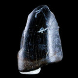 10041 - Real Tyrannosaurus Rex Dinosaur Fossil Tooth Tip - Hell Creek Fm - Montana