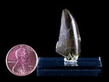10056 - Amazing Albertosaurus Serrated Tyrannosaurid Dinosaur Tooth Cretaceous - Montana