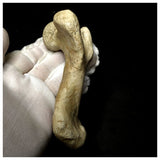 13057 - Top Rare Huge 12,6cm Euclastes sp Paleocene Sea Turtle Femur Bone