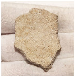 13010 - Exceedingly Rare Saltasaurus Titanosaur Egg Shell - Late Cretaceous