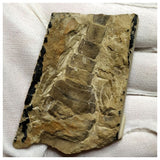 13042 - Large Nice Silurian Sea Scorpion Eurypterus Balteurypterus