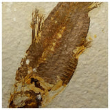 13020 - Finest Grade Knightia eocaena Fossil Fish Green River Fm WY Eocene Age