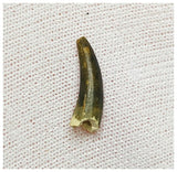13007 - Exceedingly Rare Plesiosaur (Elasmosaur) Tooth - Stary Oskol, Russia - Cretaceous