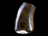 10042 - Real Daspletosaurus Tyrannosaurid Dinosaur Tooth Cretaceous - Montana