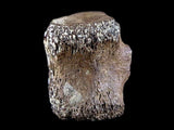 10060 - Avaceratops Dinosaur Tail Vertebrae Bone - Judith River Fm - Montana