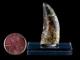 10058 - Amazing Albertosaurus Serrated Tyrannosaurid Dinosaur Tooth Cretaceous - Montana
