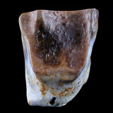 10048 - Real Triceratops horridus Dinosaur Fossil Tooth - Hell Creek Fm - Montana