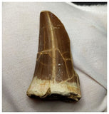 14016 - Top Rare Huge Tylosaurus sp (Mosasaur) Tooth Late Cretaceous