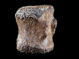 10060 - Avaceratops Dinosaur Tail Vertebrae Bone - Judith River Fm - Montana