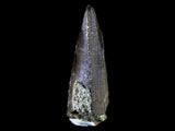 10056 - Amazing Albertosaurus Serrated Tyrannosaurid Dinosaur Tooth Cretaceous - Montana