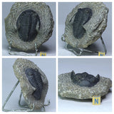 Daniel Copado Pedido - L138, V76, V90, L92 Hollardops, Carpoid, Eocene Jaw, Asaphid