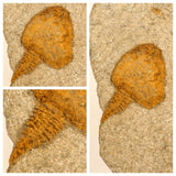 Daniel Copado Pedido - L138, V76, V90, L92 Hollardops, Carpoid, Eocene Jaw, Asaphid