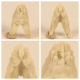 Daniel Copado Pedido - L138, V76, V90, L92 Hollardops, Carpoid, Eocene Jaw, Asaphid