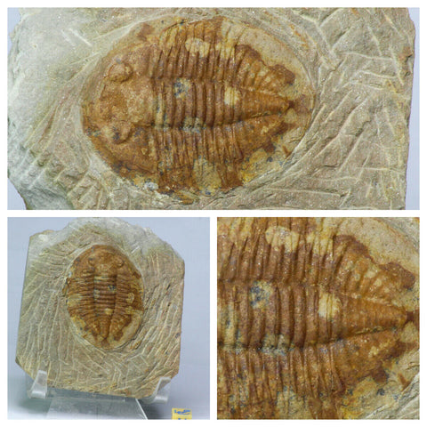 Daniel Copado Pedido - L138, V76, V90, L92 Hollardops, Carpoid, Eocene Jaw, Asaphid