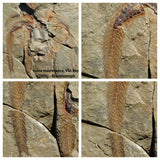 F9-Exceptional Soft Bodied Marrellomorph (Furca mauretanica) Ordovician Fezouata - Order Cameron
