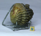 Darren Order - L197 (Red Quartz) + L195 & L192 (Drotops armatus)