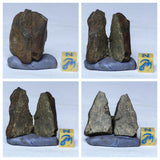 Laurent Lode Order - Lot of Fossils & Meteorites