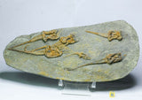 L89 - Exceedingly Rare Natural Grouping Carpoid Fossils Ordovician Ktaoua Fm - Appleton Order