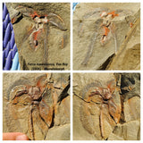 M2-F10-F8-FA Soft Bodied Marrellomorph (Furca mauretanica) Ordovician Fezouata - Donald L Order