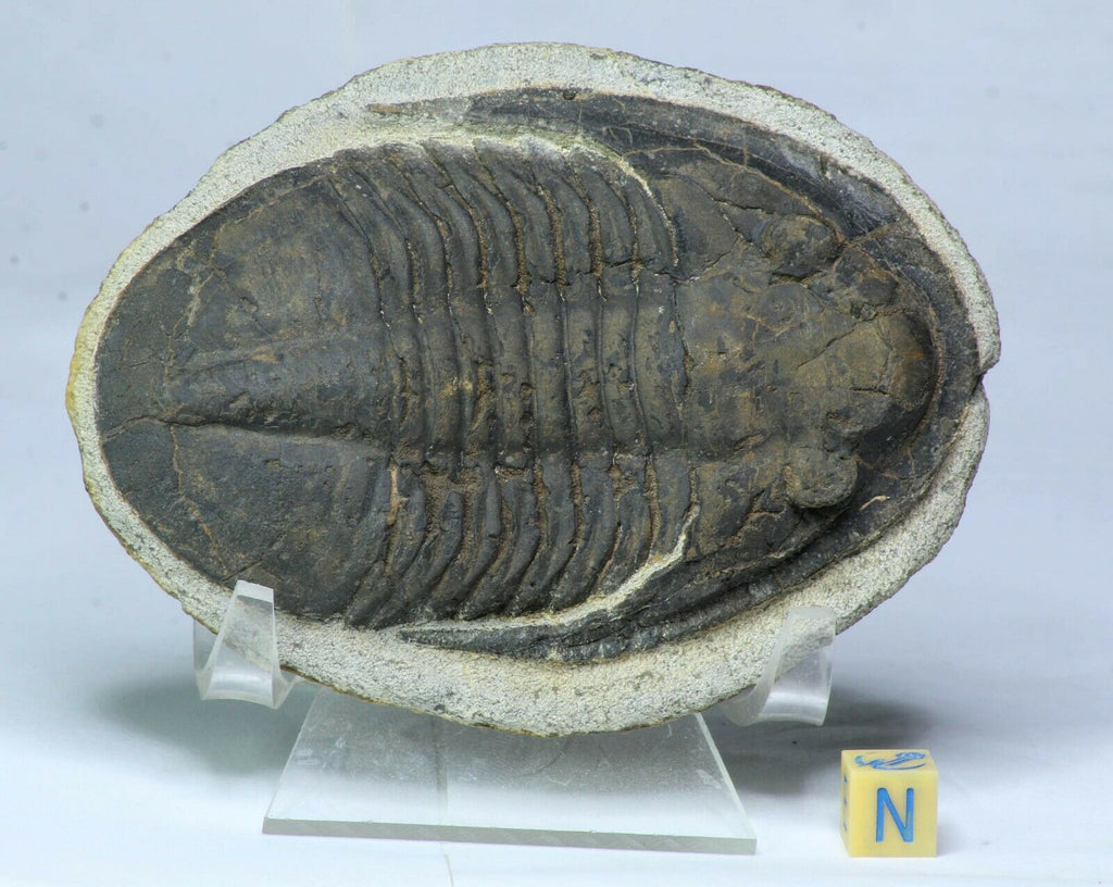 L90 - Beautiful Huge 3.93 Inch Unidentified Black Asaphid Ordovician Trilobite - Tadashi Order