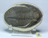 L90 - Beautiful Huge 3.93 Inch Unidentified Black Asaphid Ordovician Trilobite - Tadashi Order