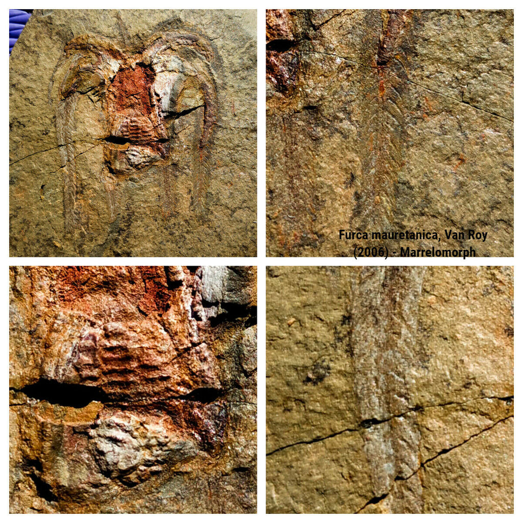 F5-Exceptional Soft Bodied Marrellomorph (Furca mauretanica) Ordovician Fezouata - Order John Hedley