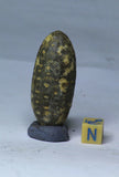 Order Waldemar - L217 & L95 Silicified Pine Cones EQUICALASTROBUS + Yellowish NWA 7831 Diogenite Meteorite 8.8g