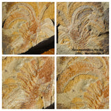 F4-Exceptional Soft Bodied Marrellomorph (Furca mauretanica) Ordovician Fezouata - Order Keen
