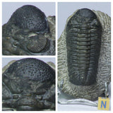 Order 克 杨 - K104, L105, K37, L190 - Trilobites collections