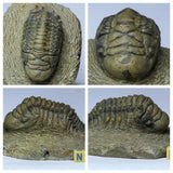 Order 克 杨 - K104, L105, K37, L190 - Trilobites collections