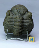 Order 克 杨 - K104, L105, K37, L190 - Trilobites collections