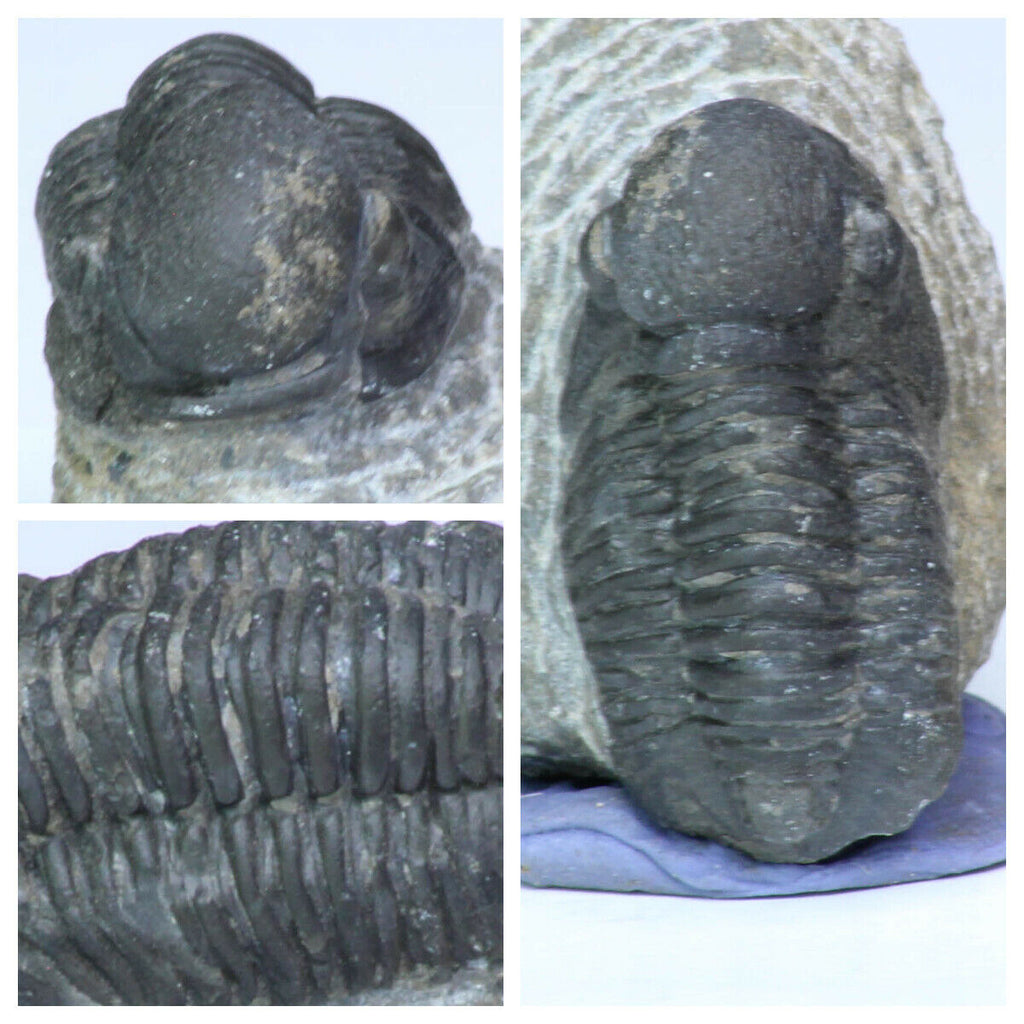 Parahomalonotus + Gerastos Trilobites - Almo Order
