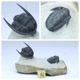 Association Cornuproetus + Gerastos + Zlichovaspis rugosa Trilobites - Kin Keong Order