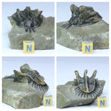 R234 & R237 Partially Prepared 2 Walliserops trifurcatus Devonian Trilobites - Order Bockwitz