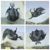 Tadashi Order - R229, R230 & R231 Drotops, Walliserops + Zlichovaspis Trilobites