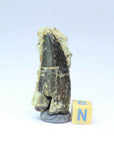 R210, R211, R214 - Great Rare Black Carcharodontosaurus Cretaceous Dinosaur Teeth - Bryan Order