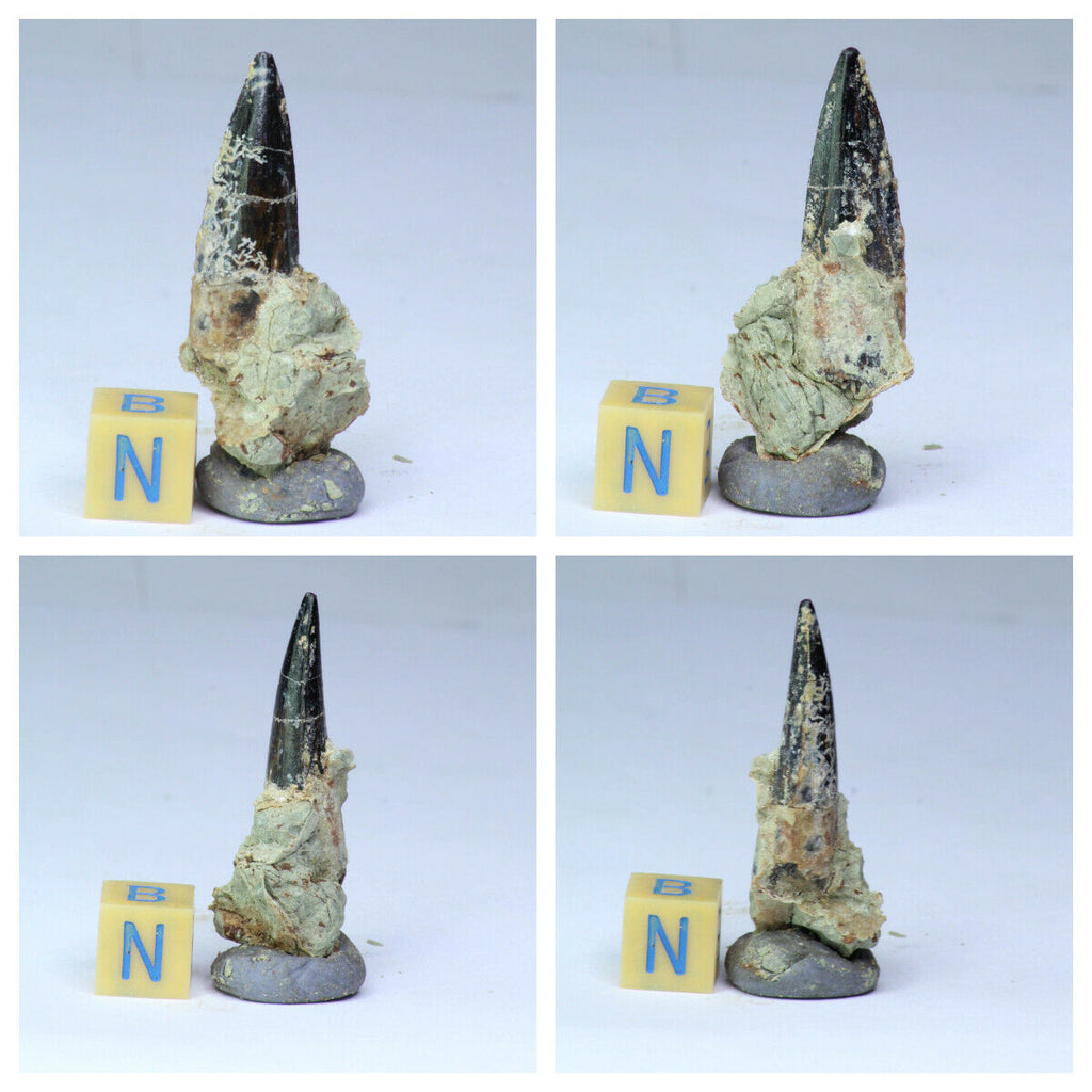 R217 - Great Rare Black 1.37'' Spinosaurus Cretaceous Dinosaur Tooth in Matrix - Order Seth