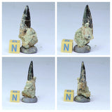 R217 - Great Rare Black 1.37'' Spinosaurus Cretaceous Dinosaur Tooth in Matrix - Order Seth