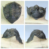 R232 - Awesome Flying Trident Walliserops trifurcatus Middle Devonian Trilobite