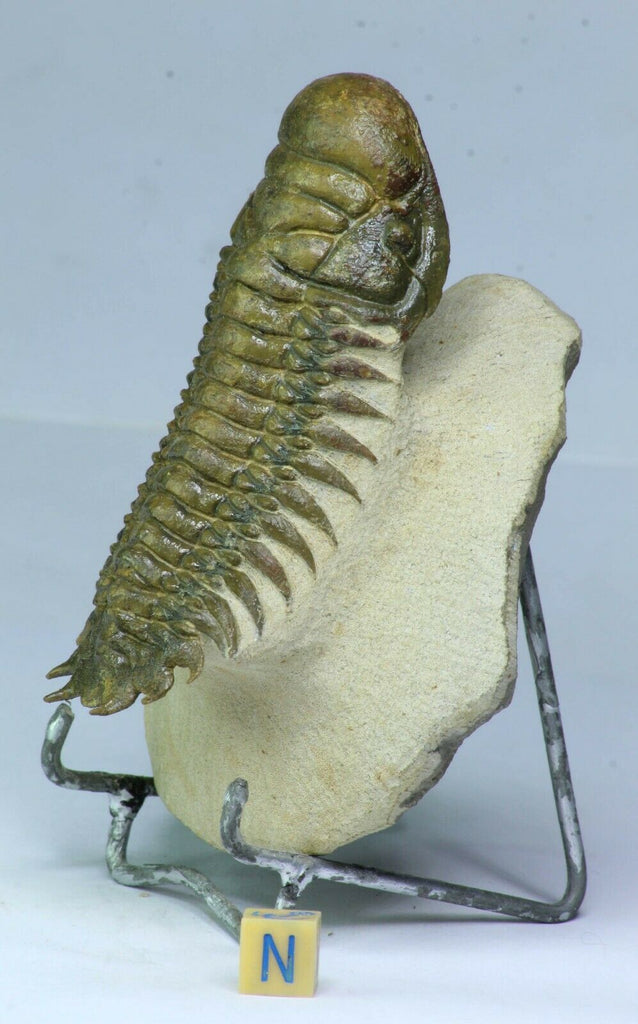 R261 - Nicely Prepared 3.54 Inch Crotalocephalina gibbus Devonian Trilobite - Sebastian Order