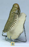 R261 - Nicely Prepared 3.54 Inch Crotalocephalina gibbus Devonian Trilobite - Sebastian Order