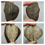 Lot of NWA Ordinary Chondrite Meteorites - Order (143935193864)