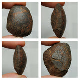 Lot of different Meteorites - Order 143935671270