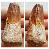 Lot of Decorative Fossils - 143936022763 Order