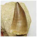 Lot of Decorative Fossils - 143936022763 Order